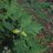 Metsätammi (Quercus robur)-thumbnail