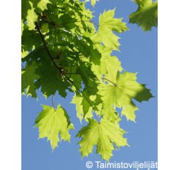 Metsävaahtera (Acer platanoides)-thumbnail