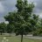 Metsävaahtera (Acer platanoides)-thumbnail