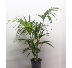 Kentia palm tree (85 cm)-thumbnail