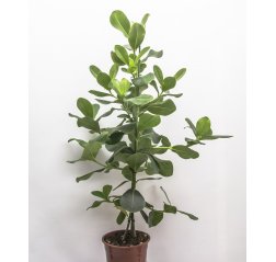 Clusia rosea (130 cm)-thumbnail