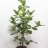 Clusia rosea (130 cm)-thumbnail