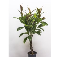 A Rubber tree plant with body (115 cm)-thumbnail