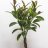 A Rubber tree plant with body (115 cm)-thumbnail