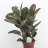 A Rubber tree plant with 3 seedlings (90 cm)-thumbnail