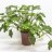 Philodendron Xanadu about 70 cm-thumbnail