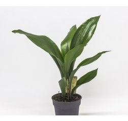 Cast-iron-plant (Aspidistra elatior) about 55 cm-thumbnail