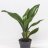 Cast-iron-plant (Aspidistra elatior) about 55 cm-kopio-5279-thumbnail