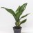 Cast-iron-plant (Aspidistra elatior) about 55 cm-thumbnail