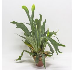 Staghorn fern (Platycerium bifurcatum) about 65 cm-thumbnail