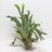 Staghorn fern (Platycerium bifurcatum) about 65 cm-thumbnail