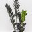 Zamioculcas Raven 'black' about 80 cm-thumbnail