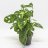 Monstera Monkey Mask about 30 cm-thumbnail