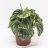 Peperomia Argyreia (Watermelon) about 25 cm-thumbnail