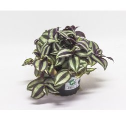 Tradescantia zebra p 12-thumbnail