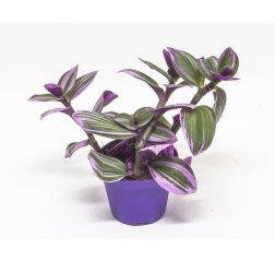 Tradescantia Nanouk 17 cm-thumbnail