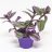 Tradescantia Nanouk 17 cm-thumbnail