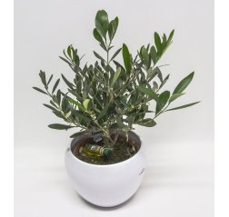 Olive tree plant 45 cm-thumbnail
