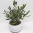 Olive tree plant 45 cm-thumbnail
