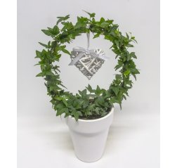 The ivy plant arc-thumbnail
