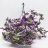 Tradescantia Nanouk in a hanging basket 50 cm-thumbnail