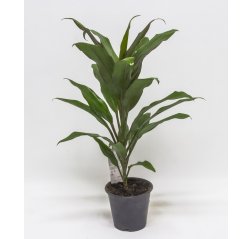 Verililjapuu (Cordyline) n. 50 cm-thumbnail