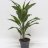 Cordyline fruticosa 50 cm-thumbnail