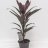 Verililjapuu (Cordyline fruticosa Mambo) n. 50 cm-thumbnail