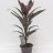 Cordyline fruticosa Mambo 50 cm-thumbnail