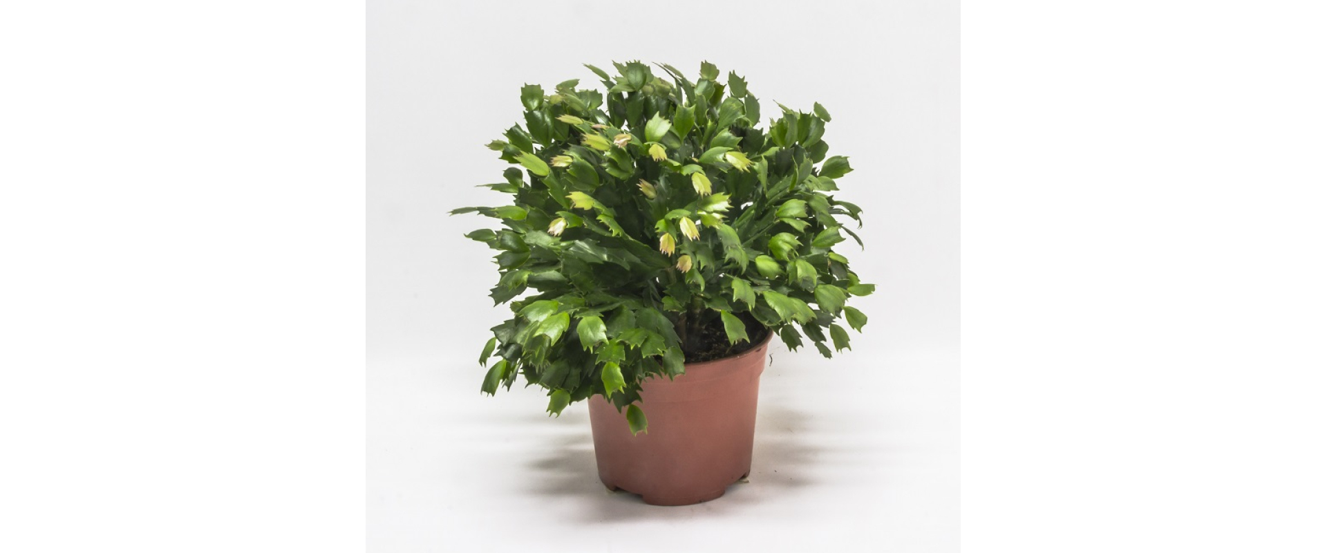 T_PRODUCT_IMAGE