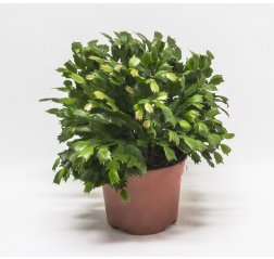 Christmas cactus 35 cm-thumbnail