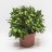 Christmas cactus 35 cm-thumbnail