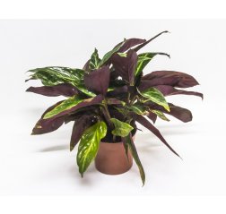 Calathea triostar 35 cm-thumbnail