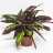 Calathea triostar 35 cm-thumbnail