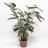Calathea leopardina about 80 cm-thumbnail