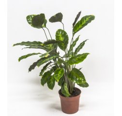 Calathea warscewiczii about 55 cm-thumbnail