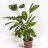 Calathea warscewiczii about 55 cm-thumbnail