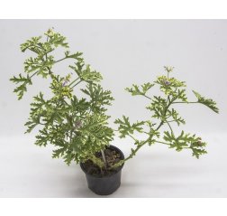 Pelargonium × fragrans mint scent 50 cm-thumbnail