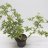 Pelargonium × fragrans mint scent 50 cm-thumbnail