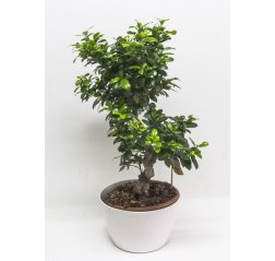 Varjoviikuna (Ficus microcarpa ginseng) n. 80 cm-thumbnail