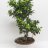 Ficus microcarpa ginseng 80 cm-thumbnail