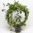 Isoposliinikukka (Hoya carnosa) kaariköynnös-thumbnail
