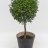 Myrtle (Myrtus Communis) about 45 cm-thumbnail