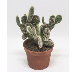 Cactus about 30 cm-thumbnail