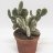 Kaktus n. 30 cm-thumbnail