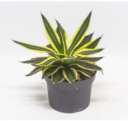 Agave-thumbnail