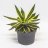 Agave-thumbnail