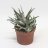 Viirukirjotähti (Haworthia fasciata) n. 20 cm-thumbnail