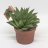 Gasteria D' Tiga, about 15 cm-thumbnail