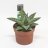 Hawortia plant, about 15 cm-thumbnail